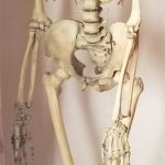 Articulated Real Bone Full Human Skeleton circa 1910
