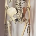 Articulated Real Bone Full Human Skeleton circa 1910