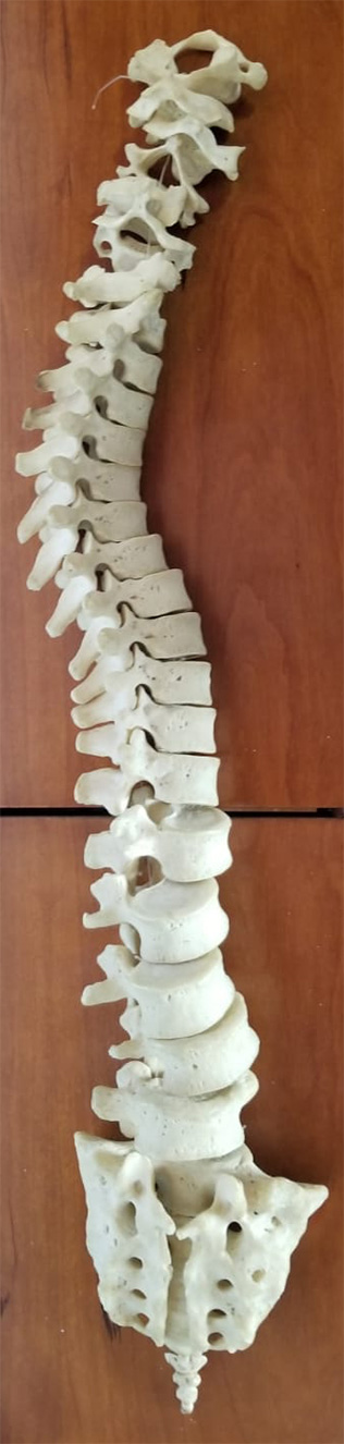 Articulated Human Spine